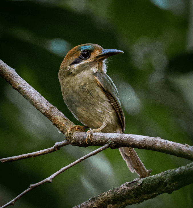 Tody Motmot by Daniel Aldana - Organikos