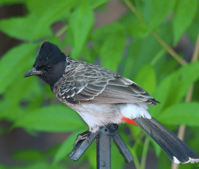 Red-Vented Bulbul by Vijaykumar Thondaman - Organikos