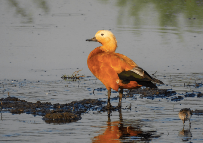 Ruddy Shelduck by Ramesh Desai - Organikos