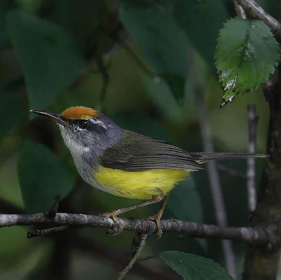 Mountain Tailorbird by Gururaj Moorching - Organikos