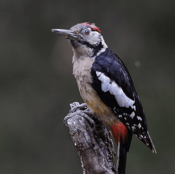 Himalayan Woodpecker by Gururaj Moorching - Organikos