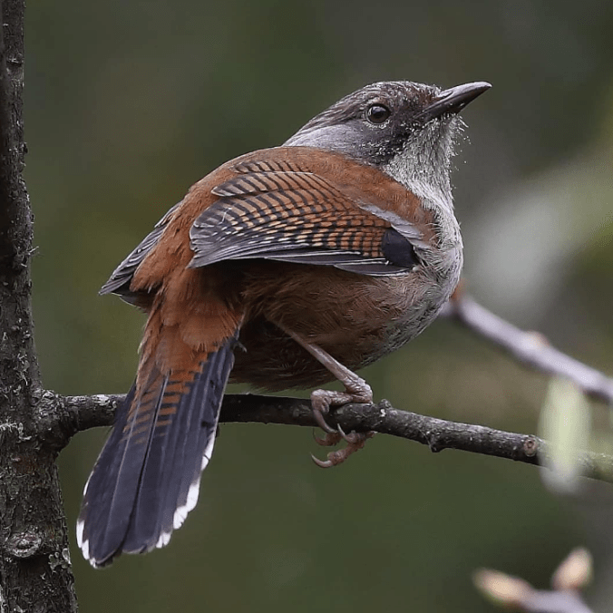 Hoary-throated Barwing by Gururaj Moorching - Organikos