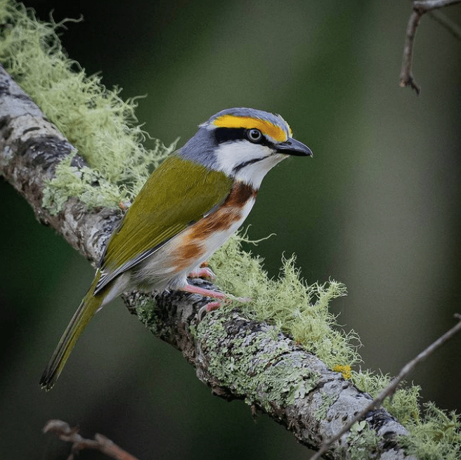 Chestnut-sided Shrike-Vireo by Daniel Aldana - Organikos