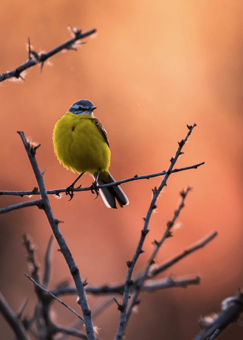 Yellow Wagtails by Leander Khil - Organikos