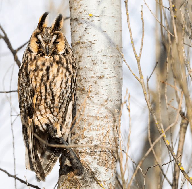 Long-eared Owl by Leander Khil - Organikos