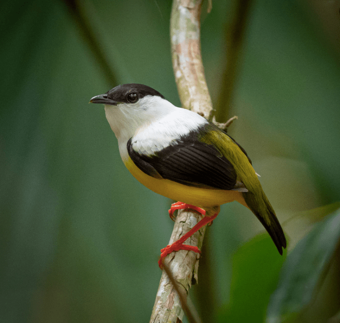 White-collared Manakin by Daniel Aldana - Organikos
