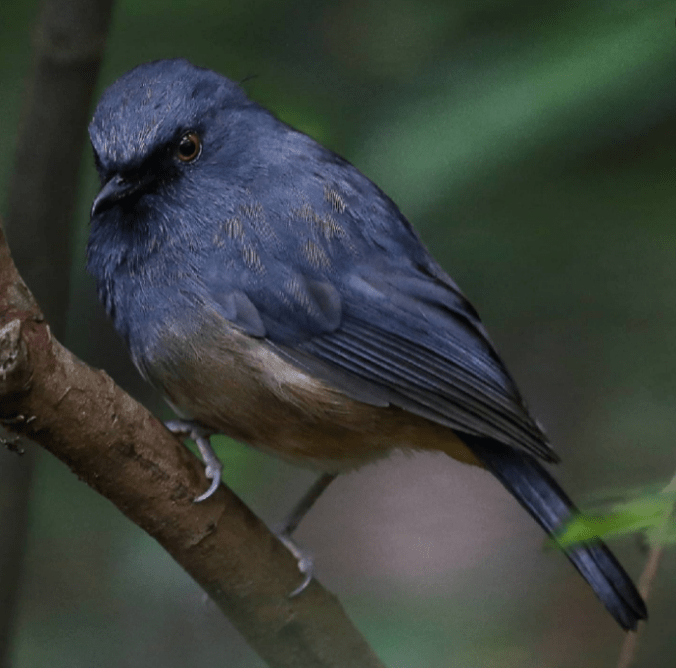 Nilgiri Blue Robin by Gururaj Moorching - Organikos