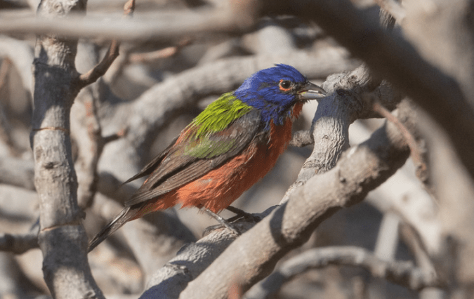 Painted Bunting by Richard Kostecke - Organikos