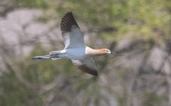 American Avocet by Richard Kostecke - Organikos