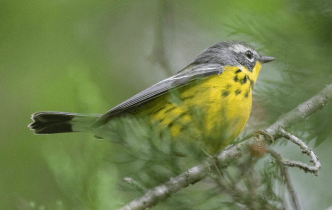 Magnolia Warbler by Richard Kostecke - Organikos