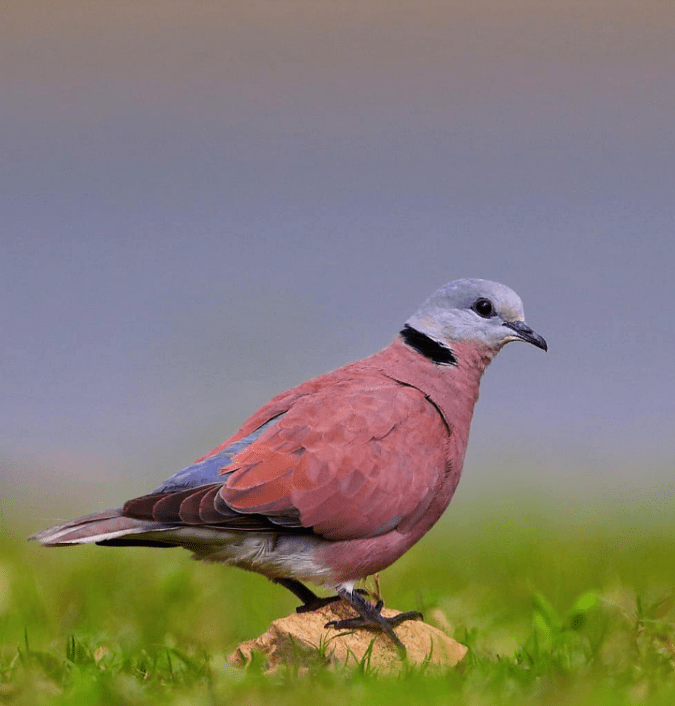Red Collared Dove by Gururaj Moorching - Organikos