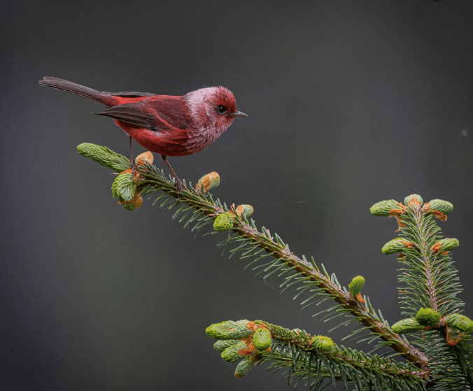 Pink-headed Warbler by Daniel Aldana - Organikos