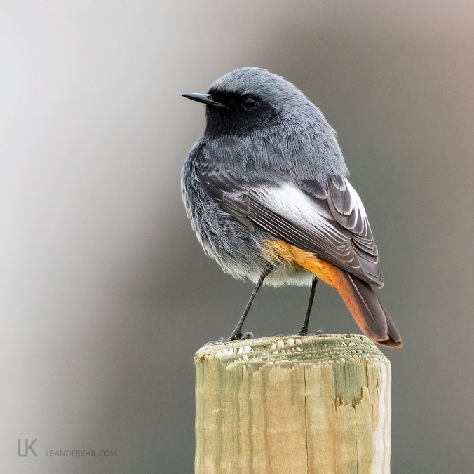 Black Redstart by Leander Khil -Organikos