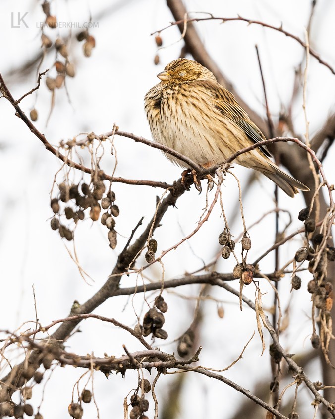 Corn Bunting by Leander Khil - Organikos