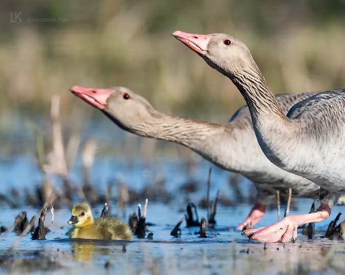 Greylag Goose by Leander Khil - Organikos