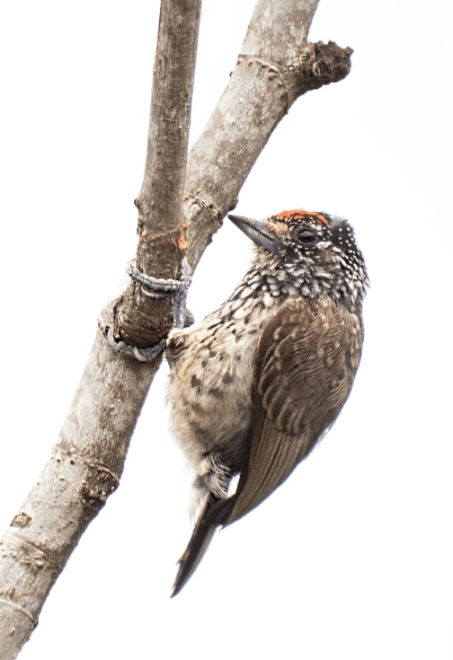 White-wedged Piculet  by Hugo Santa Cruz - Organikos