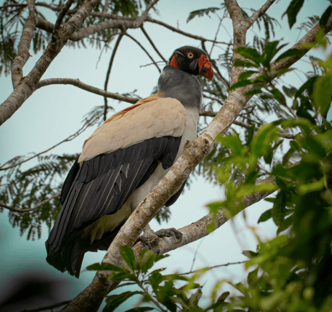 King Vulture by Daniel Aldana - Organikos