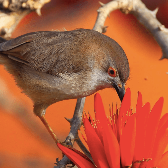 Yellow-eyed Babbler by Gururaj Moorching - Organikos