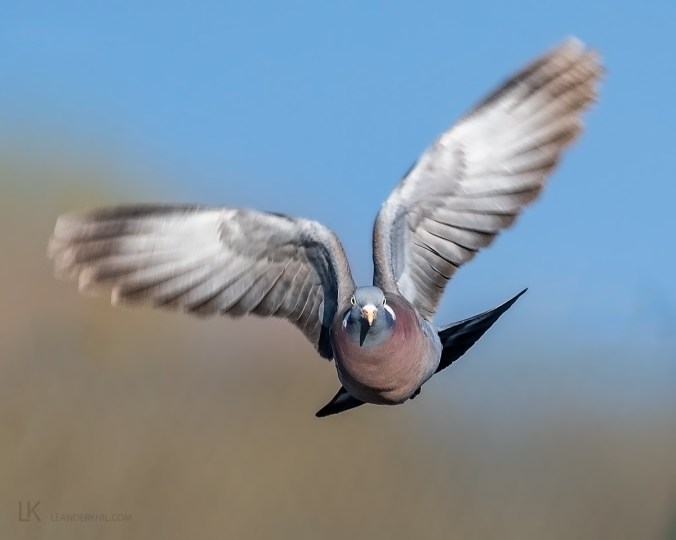 Wood Pigeon by Leander Khil - Organikos