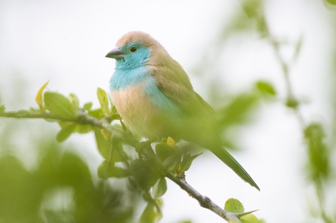 Blue Waxbill by Leander Khil -Organikos