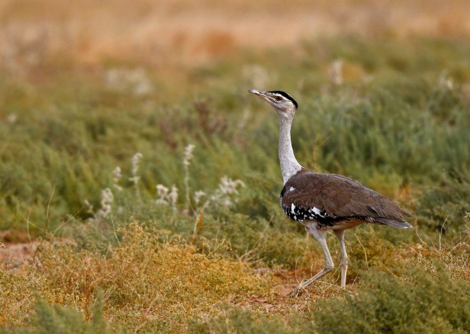 Great Indian Bustard by Puneet Dhar - Organikos