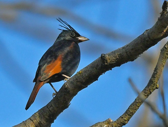 Crested Bunting by Punnet Dhar - Organikos