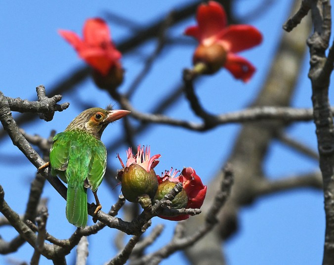 Brown-headed Barbet by Puneet Dhar - Organikos