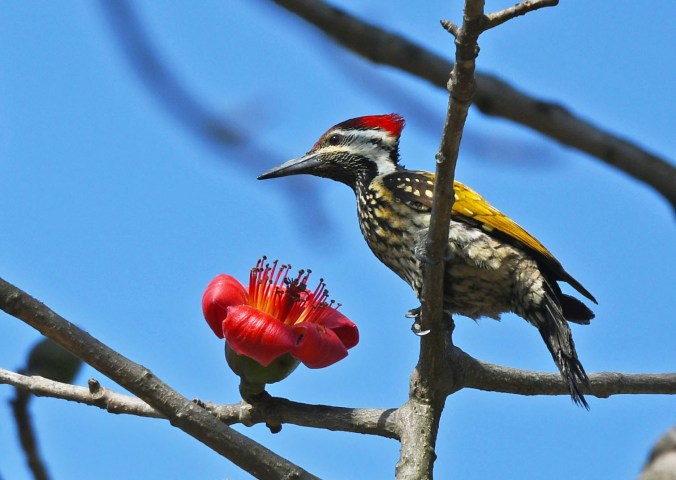 Black-rumped Flameback by Puneet Dhar - Organikos
