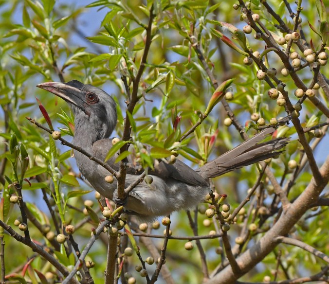 Indian Grey Hornbill by Puneet Dhar - Organikos