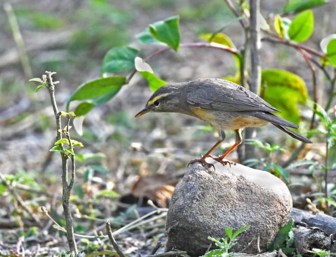 Sulfur-bellied Warbler by Puneet Dhar - Organikos