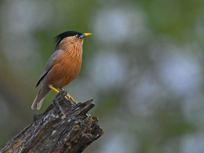 Brahminy Starling by Gururaj Moorching - Organikos