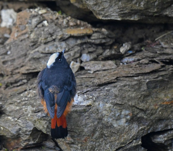 White-capped Water Redstart by Puneet Dhar - Organikos