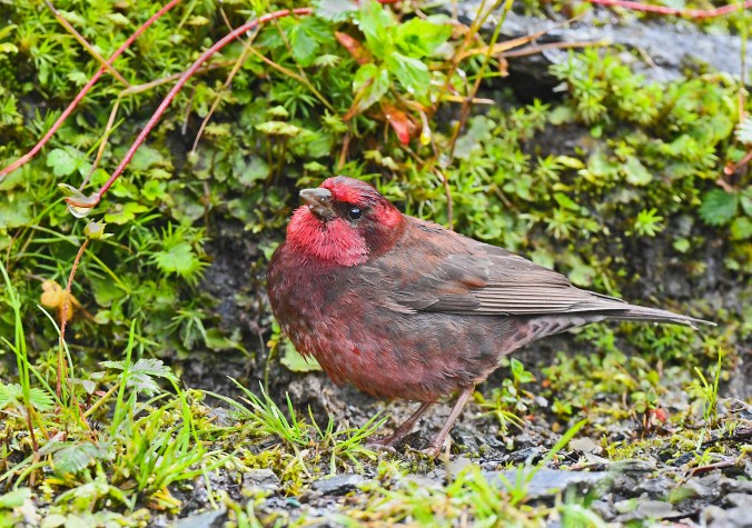 Dark-breasted Rosefinch by Puneet Dhar - Organikos