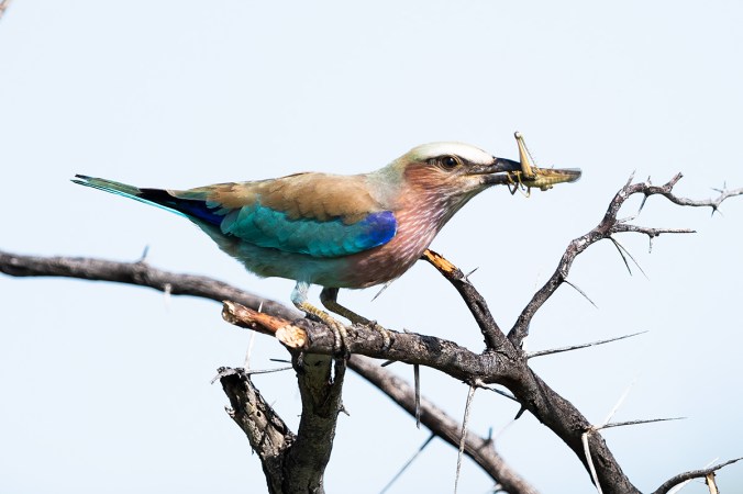 Lilac-breasted-Roller by Leander Khil - Organikos