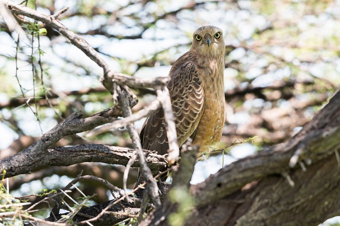 Pale Chanting Goshawk by Leander Khil - Organikos