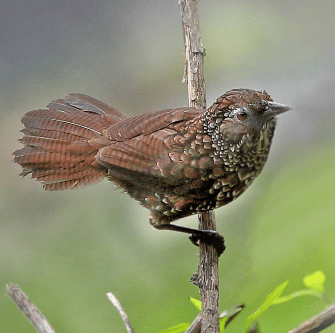 Cachar Wedge-Billed Babbler by Gururaj Moorching - Organikos