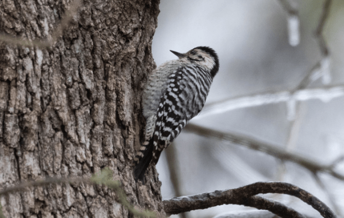 Ladder-backed Woodpecker by Richard Kostecke - Organikos
