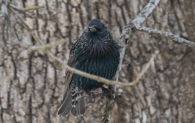 European Starling by Richard Kostecke - Organikos