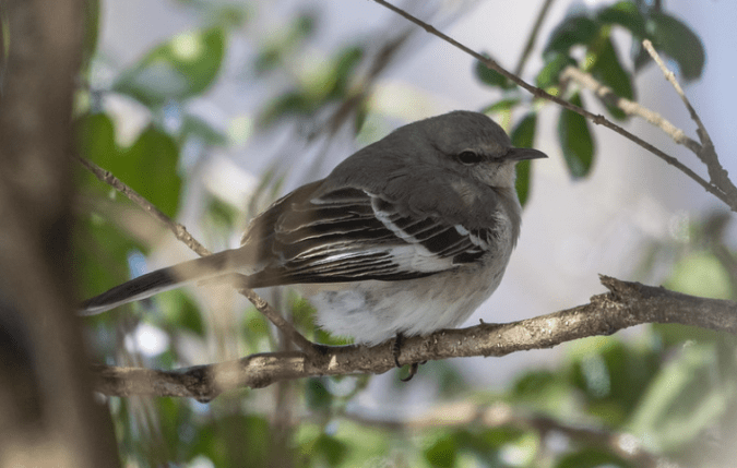 Northern Mockingbird by Richard Kostecke - Organikos