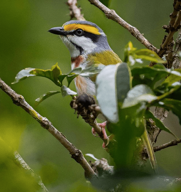 Chestnut-sided Shrike-Vireo by Daniel Aldano - Organikos