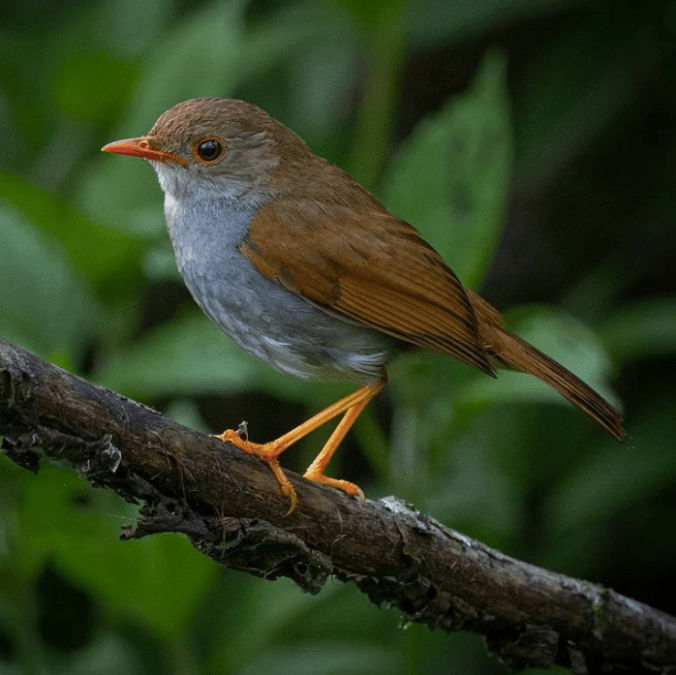 Orange-billed Nightingale-Thrush by Daniel Aldana - Organikos
