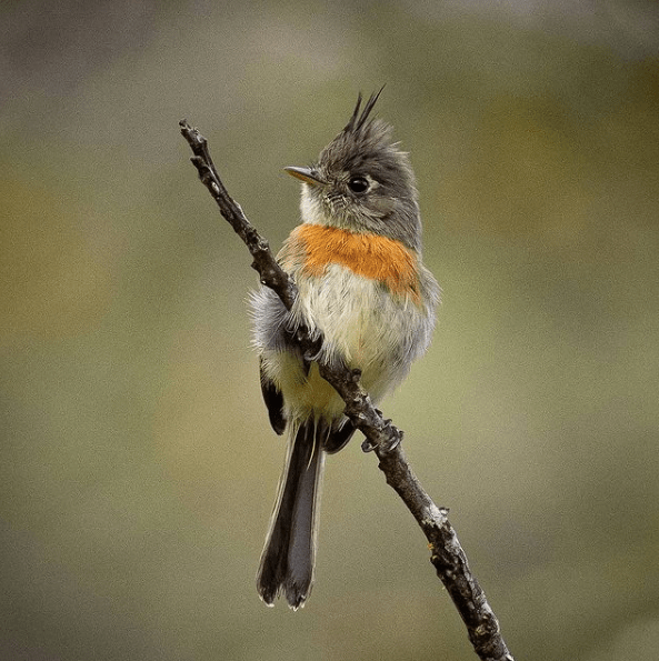 Belted Flycatcher by Daniel Aldana - Organikos