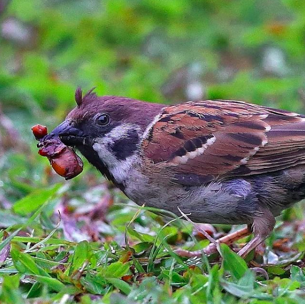 Eurasian Tree Sparrow by Gururaj Moorching - Organikos