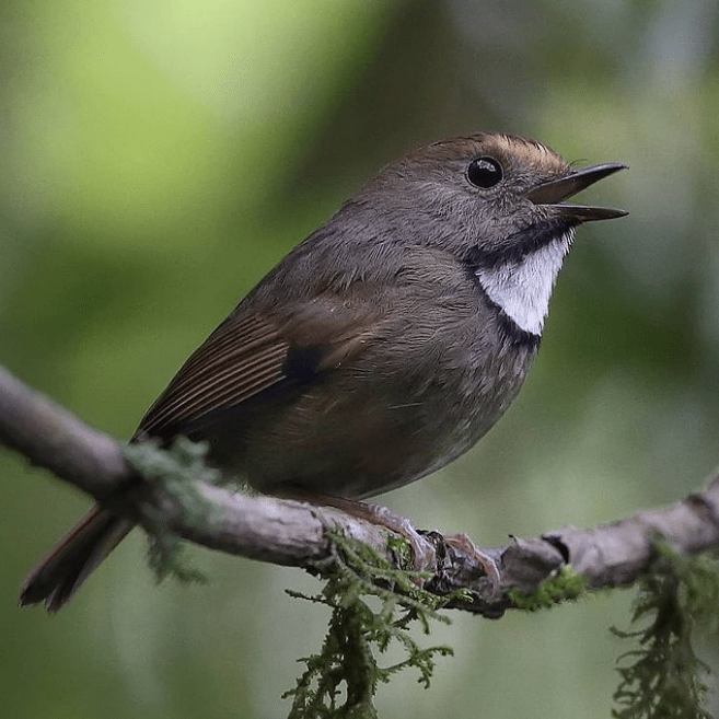 White-gorgeted Flycatcher by Gururaj Moorching - Organikos
