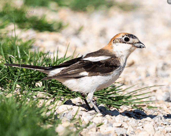 Woodchat Shrike by Leander Khil - Organikos