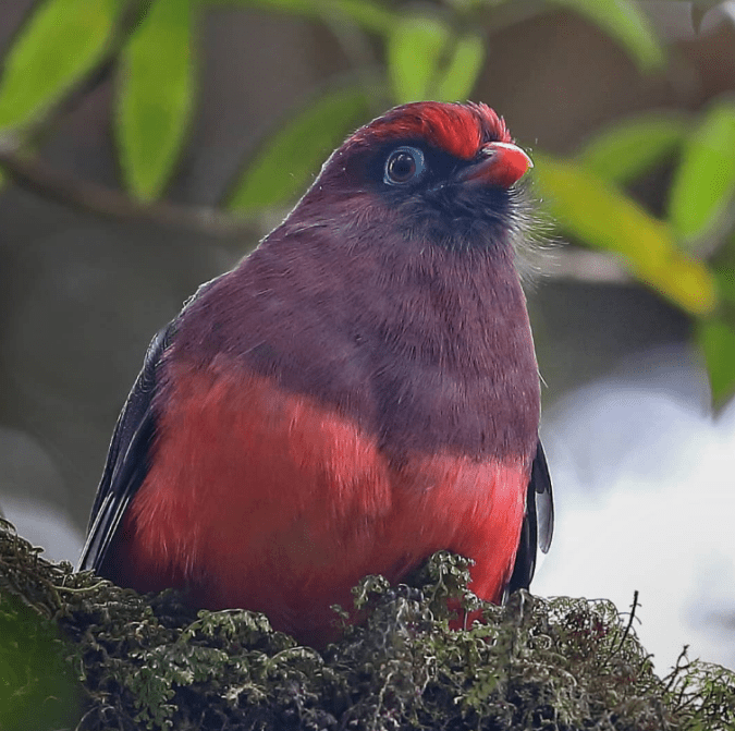 Ward's Trogon by Gururaj Moorching - Organikos