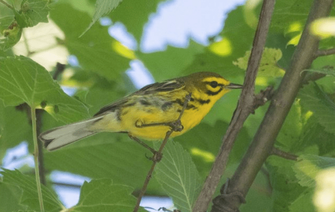 Prairie Warbler by Richard Kostecke - Organikos