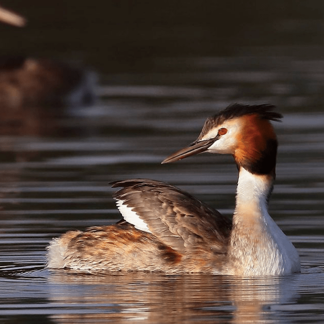 Great-crested Grebe by Gururaj Moorching - Organikos