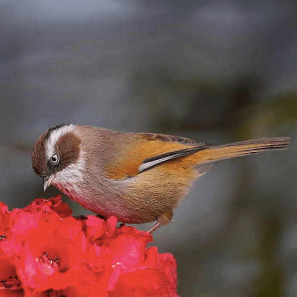 White-browed Fulvetta by Gururaj Moorching - Organikos