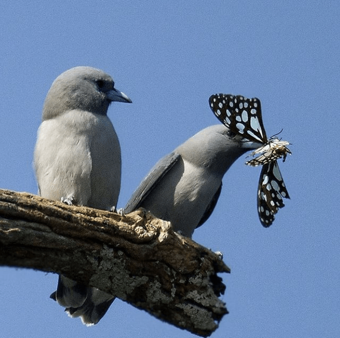 Ashy Woodswallow by Gururaj Moorching - Organikos